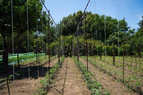 a row of trees in a garden at 1912 Relais - Sorrento Coast in Piano di Sorrento