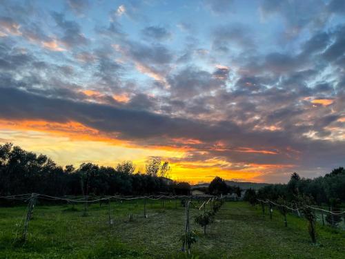 a sunset in a field with a bunch of vines at Villa Claudia - Appartamento B in Corazzello