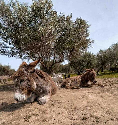 two animals laying on the ground in a field at Villa Claudia - Appartamento B in Corazzello
