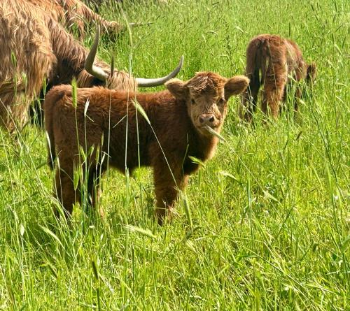 a cow with horns standing in a field of tall grass at Da MammaMimma in Cascia