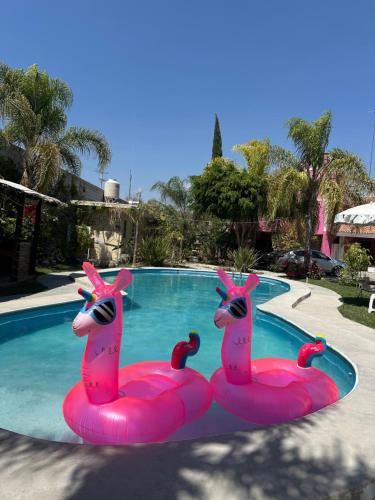 Kolam renang di atau dekat dengan Hotel Pink TH