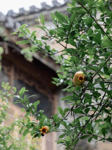 a bird is sitting on a tree branch at Hidden Moisture and Return to Simplicity Homestay in Mount Huangshan in Huangshan