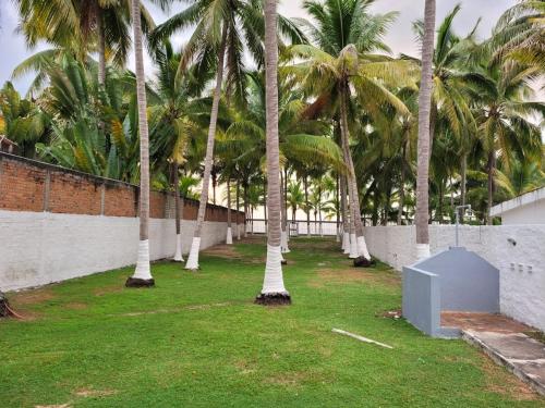 a row of palm trees in a yard with grass at The White House at Beach in Lo de Marcos