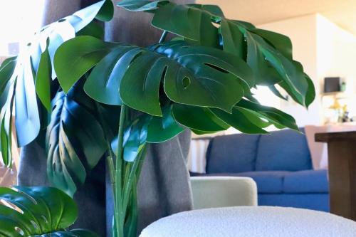a green plant in a room with a blue couch at Jayla's By The Marina in Batemans Bay