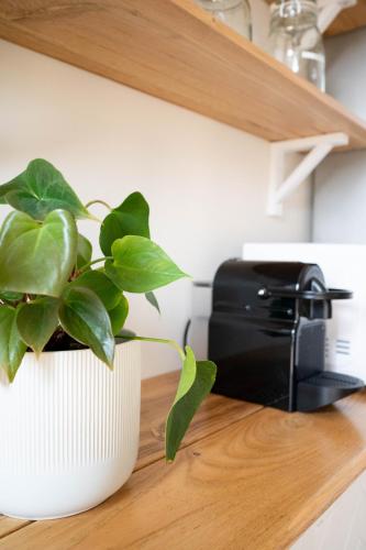 a plant in a white pot sitting on a counter at La bohème in Kiáton