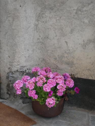 a pot of pink flowers sitting next to a wall at Villard Guesthouse in Oulx