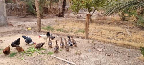 a group of chickens standing in the dirt at VIP Coco Oasis Villa in Tozeur