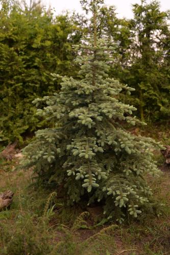 a small tree in the middle of a field at Chalet by Provence Suceava in Suceava