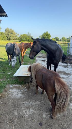 a group of horses eating food from a trough at La ferme Le Clos de la Becque in Muncq-Nieurlet