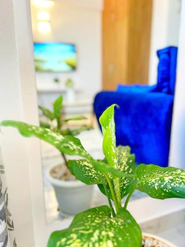 a green plant in a pot on a table at Gushu bnb Homes in Ruiru