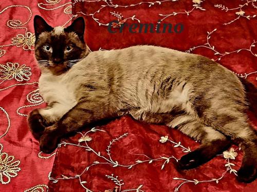 Mascotas con sus dueños en Il Casale di Lucullo