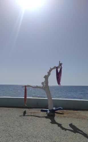 a tree sitting on the beach next to the ocean at Alkinoi studio suita in South Crete Tsoutsouros in Tsoútsouros