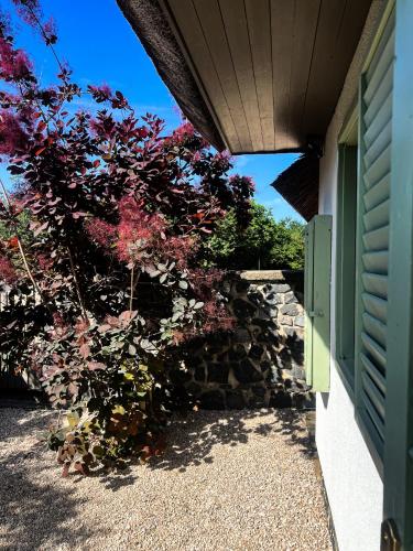 a tree with red leaves next to a building at Zanzara Guesthouse in Pákozd