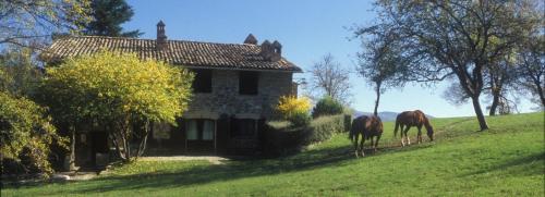 two horses grazing in front of a house at Le Silve di Armenzano in Assisi
