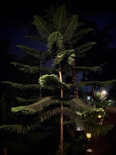 a couple of palm trees at night at Rooms For Rent Near Isha ,Kovai Kutrallam in Alāndurai