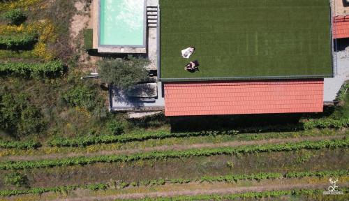 two cows standing on top of a green field at Quinta da Coitada - Alojamento Local in Soutelo do Douro