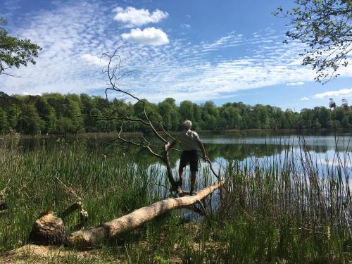 a man standing on a tree branch in a lake at Haus 2 am Grimnitzsee - hochwertiges Design, mit eigenem Garten und nah am See in Joachimsthal