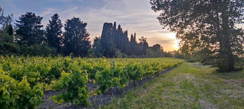 a field of vines with the sunset in the background at Les jardins du Canal in Sainte-Eulalie