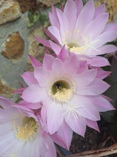 a group of pink flowers sitting next to each other at Casa Rural Areano in Escoriaza