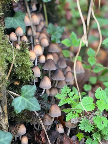 a group of mushrooms on the forest floor at La Casina del Cabecin en Parque Natural de Redes in Caso
