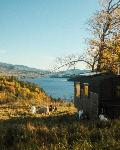 a dog and two sheep laying in the grass next to a trailer at Unique stay with farm animals and stunning views Tiny House in Telemark in Notodden