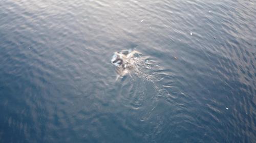 a duck swimming in a body of water at Tarafudin Guest House in Fam