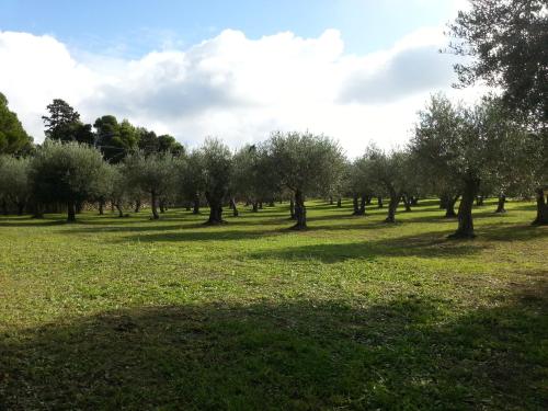 a field with trees and green grass and clouds at SERRA E MESU Affittacamere in Magomadas