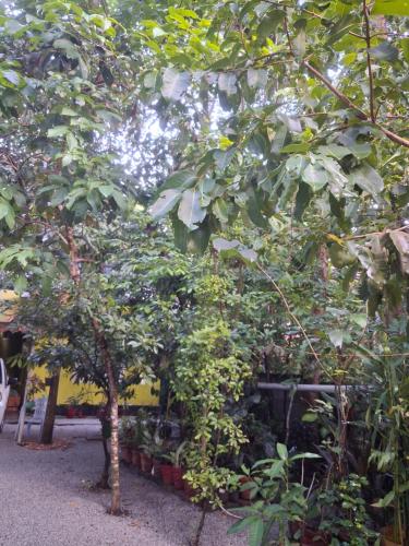a group of trees in front of a building at Greens Homestay Varkala in Varkala