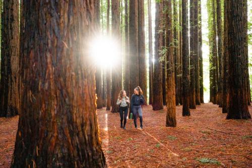 two people walking through a forest of trees at Alpine Hotel, Eat Drink Sleep in Warburton