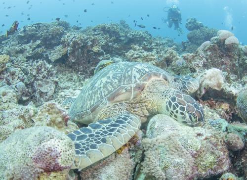 a turtle laying on a coral reef at Guesthouse Thalassa in Bunaken