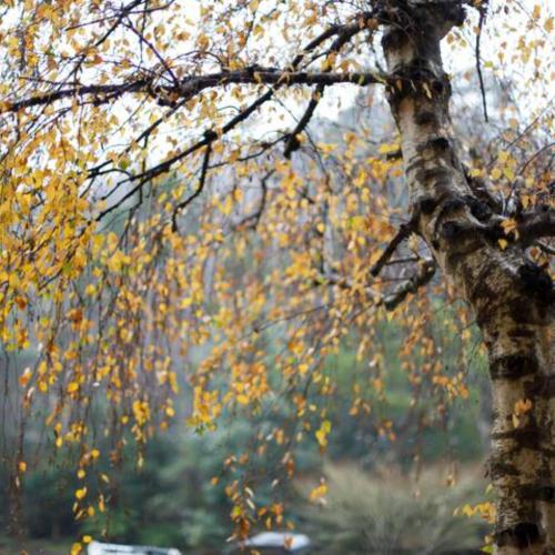 a tree with yellow leaves on it in a forest at Alpine Hotel, Eat Drink Sleep in Warburton
