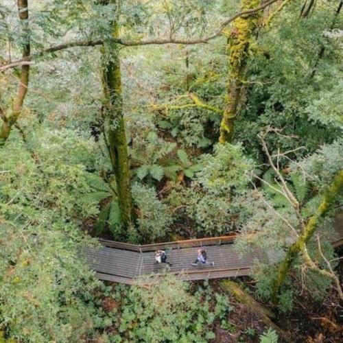 two people walking on a bridge in a forest at Alpine Hotel, Eat Drink Sleep in Warburton
