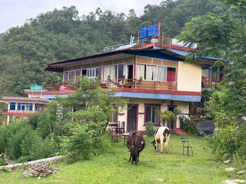 a cow grazing in front of a house at Fewa View Cottage Yoga Retreat Pokhara in Pokhara