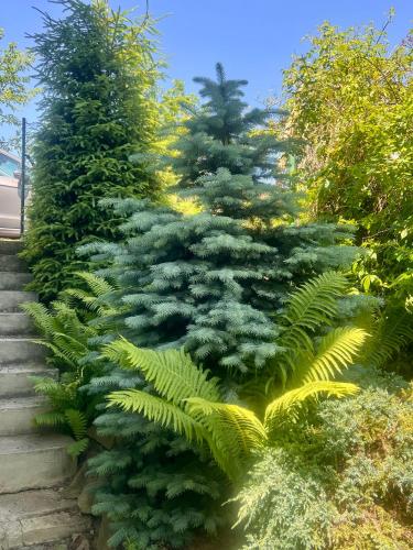 a large green christmas tree next to two large trees at Chata Roda s vnitřní saunou in Rabyně