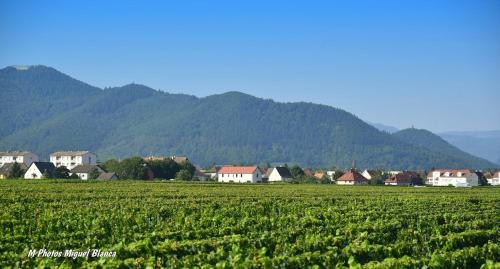 a group of houses in a field with mountains in the background at COLMARandCo au coeur des vignes in Ingersheim