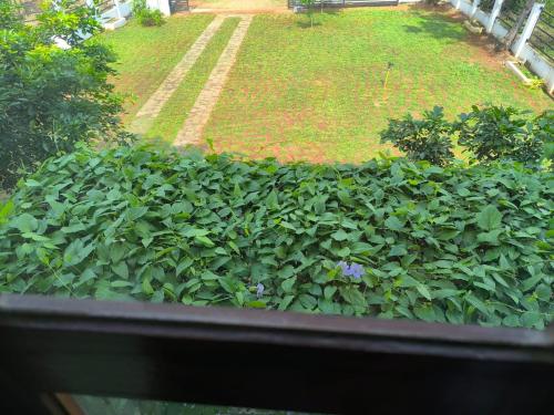 a view of a garden with a bunch of plants at The Residence by Amaya in Anuradhapura