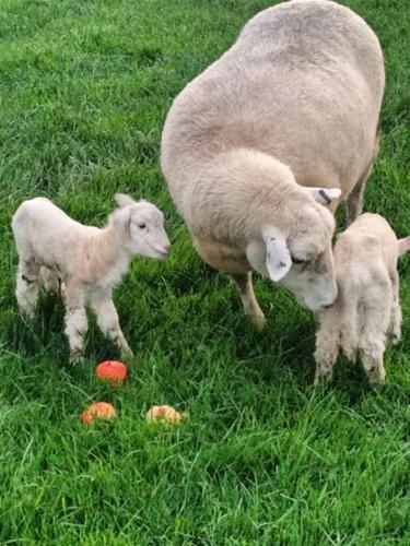 a mother sheep and two baby lambs in a field at Sun, Space, Cycle in Riwaka in Riwaka