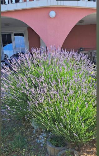 Κήπος έξω από το Villa Lilly