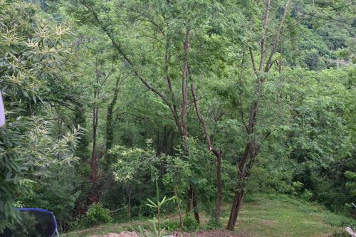 a view of a forest with trees and grass at SemiVillage in La Lima San Marcello Piteglio