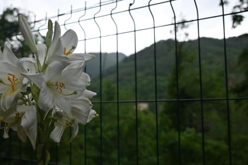 a bunch of white flowers in front of a fence at SemiVillage in La Lima San Marcello Piteglio