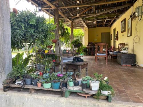a patio with a bunch of potted plants at TURULEKA Hostel in Roldanillo