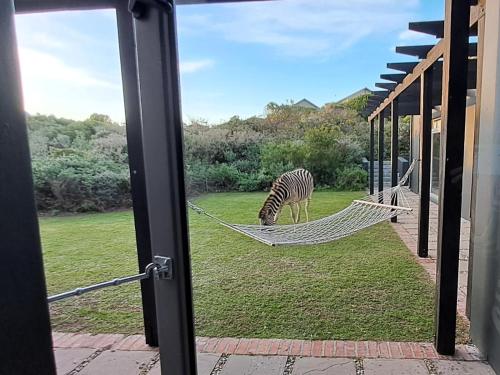 a zebra grazing in the grass in a hammock at Romansbaai Beach House in Gansbaai