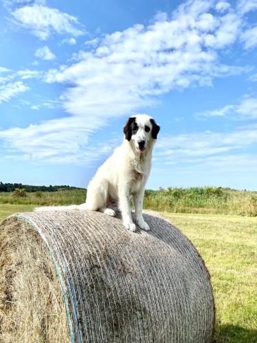 a dog sitting on top of a hay bale at Vogelhaus Gobbin in Lancken-Granitz