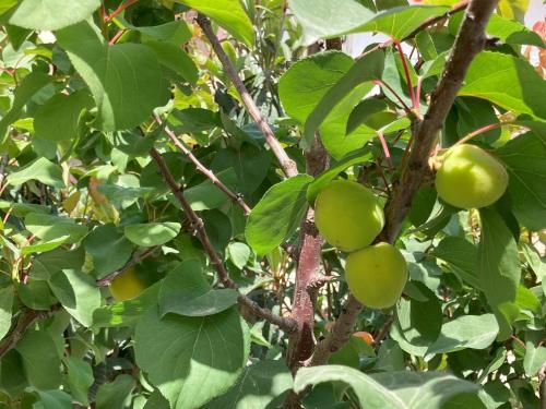 a branch of a tree with green apples on it at Aurantia open space di Sulemmari in Scoglitti