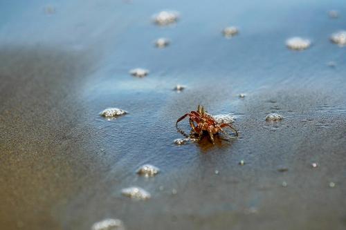 a crab sitting on the sand on the beach at Iracas del Mar in Termales - agua caliente - nuqui