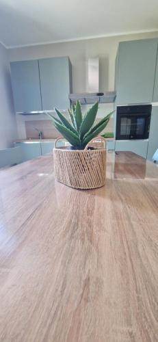 a potted plant sitting on top of a wooden table at Suite Panorama in Marconia