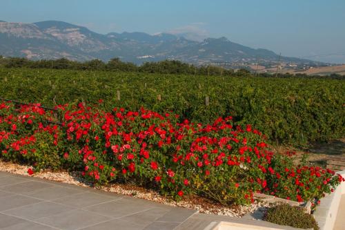 a bush of red flowers in front of a vineyard at Tenuta Tre Gemme in Cantina- Renascenzia SantIrene in Catignano
