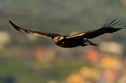 a bird flying in the air with its wings out at Da Rita in Villanova Monteleone