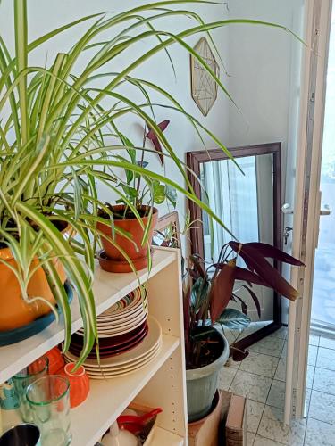 a shelf with potted plants on it at B&B à la Campagne in Puynormand