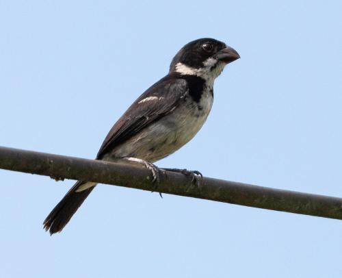 a bird is sitting on a wire at Cabañas eco lógicas mu'ü in Loreto Mocagua